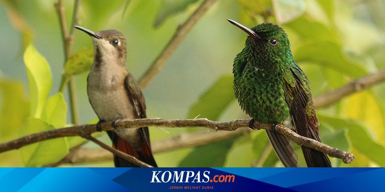 Kamasutra Satwa Hanya Punya Lubang Angin Bagaimana Burung Kawin Halaman All Kompas Com
