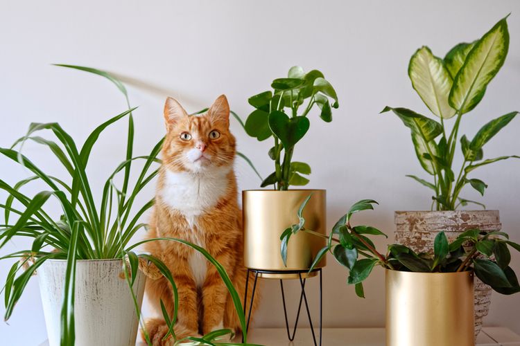 Ilustrasi seekor kucing berada di antara pot tanaman. 