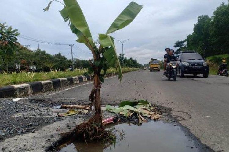 Kondisi jalan rusak parah di Jalan Terusan Ryacudu, Lampung Selatan membuat warga menanam pohon pisang di jalan tersebut, Rabu (26/10/2022). Warga geram tanam pohon pisang di Jalan Terusan Ryacudu yang rusak parah.