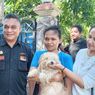 Rabies Makan Korban Jiwa, Bupati Sikka: Ini Sudah Luar Biasa
