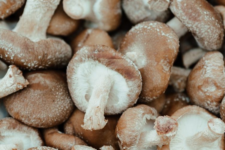 Jamur Shiitake