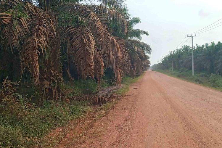 Area perkebunan sawit di Arung Dalam, Koba, Bangka Tengah, Jumat (28/7/2023)
