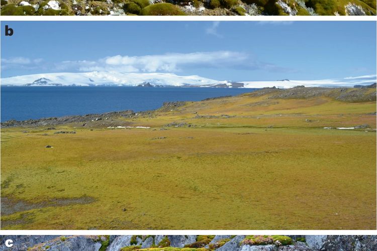 Lumut di Semenanjung Antarktika