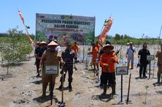 Ribuan Bibit Pohon Mangrove Ditanam di Sepanjang Pantai Batu Tunggal