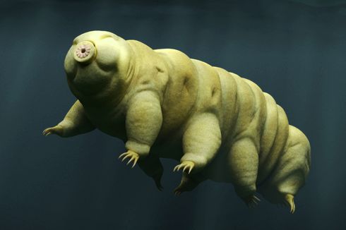 Hewan Tardigrada, Beruang Air yang Bisa Hidup di Lingkungan Ekstrem