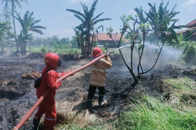 Petugas Damkar berusaha memadamkan api kasus karhutla di Kelurahan Lawangan Daya, Kec. Pademawu Pamekasan, Selasa (12/8/2025)