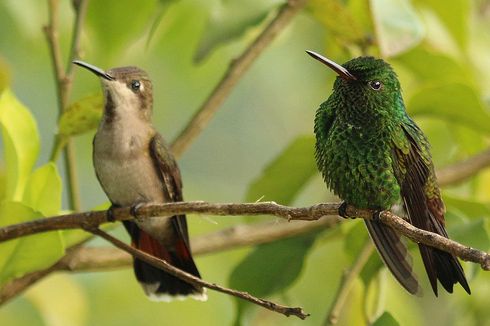 Apa Makanan Burung Kolibri di Alam Liar?