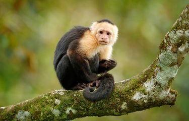 Mengenal Virus Monkey B yang Tewaskan Seorang Dokter di China