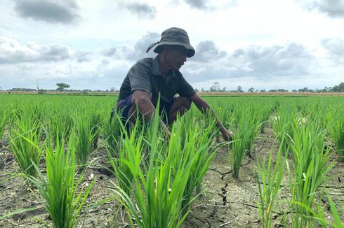 Dam Gambiran di Lumajang Jebol, 300 Hektar Sawah di 3 Desa Kekeringan