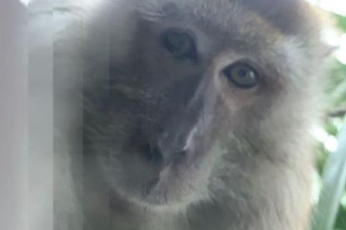 Ponsel Hilang Ditemukan dengan Foto-foto Selfie Monyet, Kok Bisa?