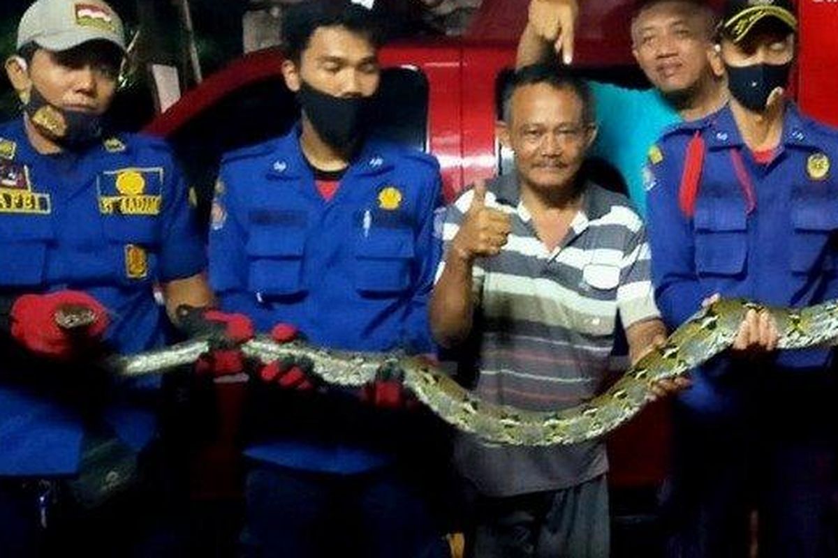 Firefighters evacuate a 4 meter reticulated python in Ciputat, South Tangerine