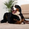 10 Ras Anjing Besar yang Cocok untuk Keluarga, Setia dan Penyayang
