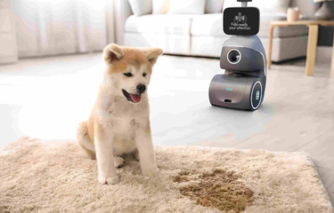 Robot Ini Bisa Urus dan Ajak Main Anjing Peliharaan Saat Ditinggal ...