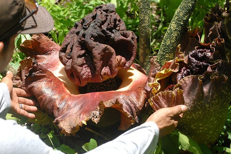 Bunga Bangkai di Bukit Sulap Lubuklinggau Kembali Mekar, Tempatnya Tidak Biasa
