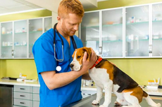 Kapan Gigi Anjing Perlu Dibersihkan oleh Dokter Hewan?