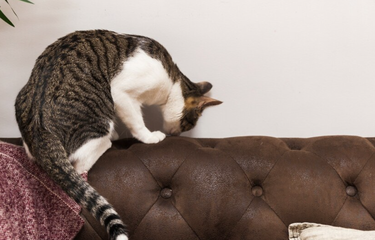 tips mengatasi kucing kencing sembarangan.