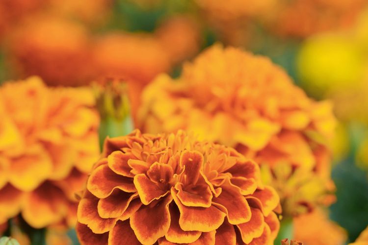 Ilustrasi warna marigold