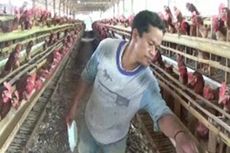 Pemerintah Patok Harga Ayam untuk Tekan Disparitas Harga