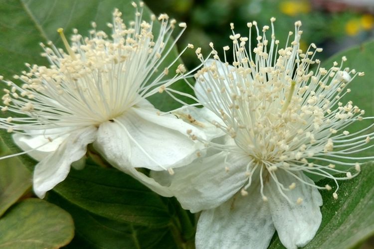 Ilustrasi bunga jambu.