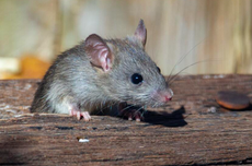 6 Cara Menghilangkan Bau Bangkai Tikus dari Rumah 
