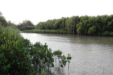Staf Bappeda Kaltim Buktikan Mangrove di Tambak Kurangi Kadar Logam Berat Udang