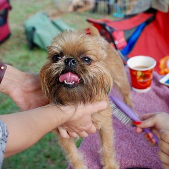 Ilustrasi Brussels griffon, anjing Brussels griffon 