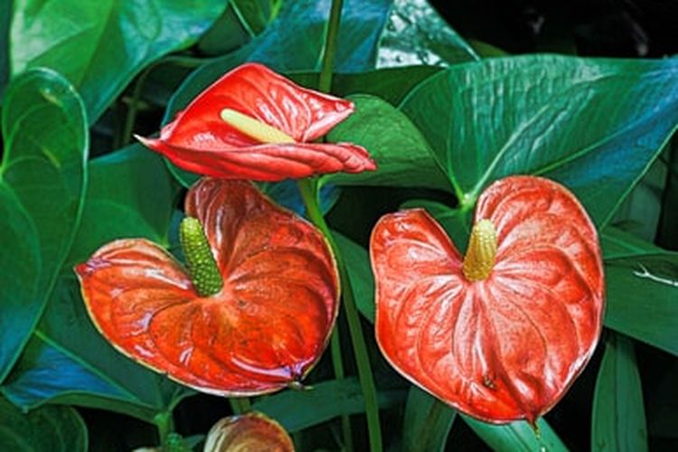 Ilustrasi tanaman anthurium