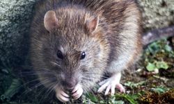 Waspadai, 6 Hal yang Mengundang Tikus Masuk Rumah