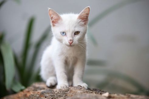 Memelihara Kucing Bikin Hidup Lebih Sehat dan Bahagia, Benarkah?