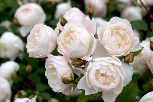 5 Fakta Menarik Bunga Mawar, Bisa Dimakan hingga Punya Beragam Makna