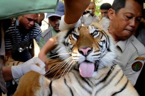 Harimau Sumatera yang Serang Warga Dipancing Keluar dengan Umpan Kambing   