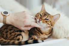 Pemilik Harus Tahu, Ini 5 Hal yang Dibenci Kucing