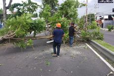 Puluhan Pohon Tumbang akibat Angin Kencang di Banyuwangi