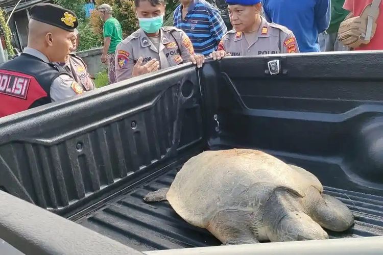 Penyu Lekang Ditemukan di Saluran Irigasi Gianyar, Dievakuasi ke Penangkaran