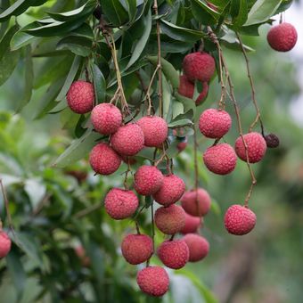 Ilustrasi buah leci, tanaman buah leci.