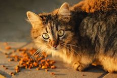 Kucing Tidak Boleh Diberi Makan Tempe, Ini 4 Efek Buruknya
