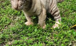 Tiga Bayi Harimau Benggala Lahir di Taman Safari Prigen
