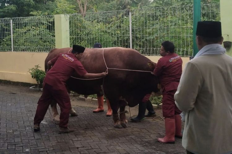 Sapi Kurban 1,1 Ton Prabowo Disembelih di Masjid Pamekasan, Saksi Sejarah Pengusiran Belanda