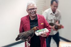 Dosen UMM Malang Ciptakan Gen Ayam Kampung Super, Bisa Produksi Telur Setiap Hari