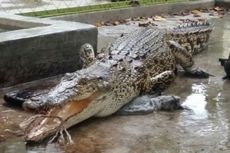 Buaya Muara Sepanjang 2 Meter Ditemukan Anak-anak di Parit