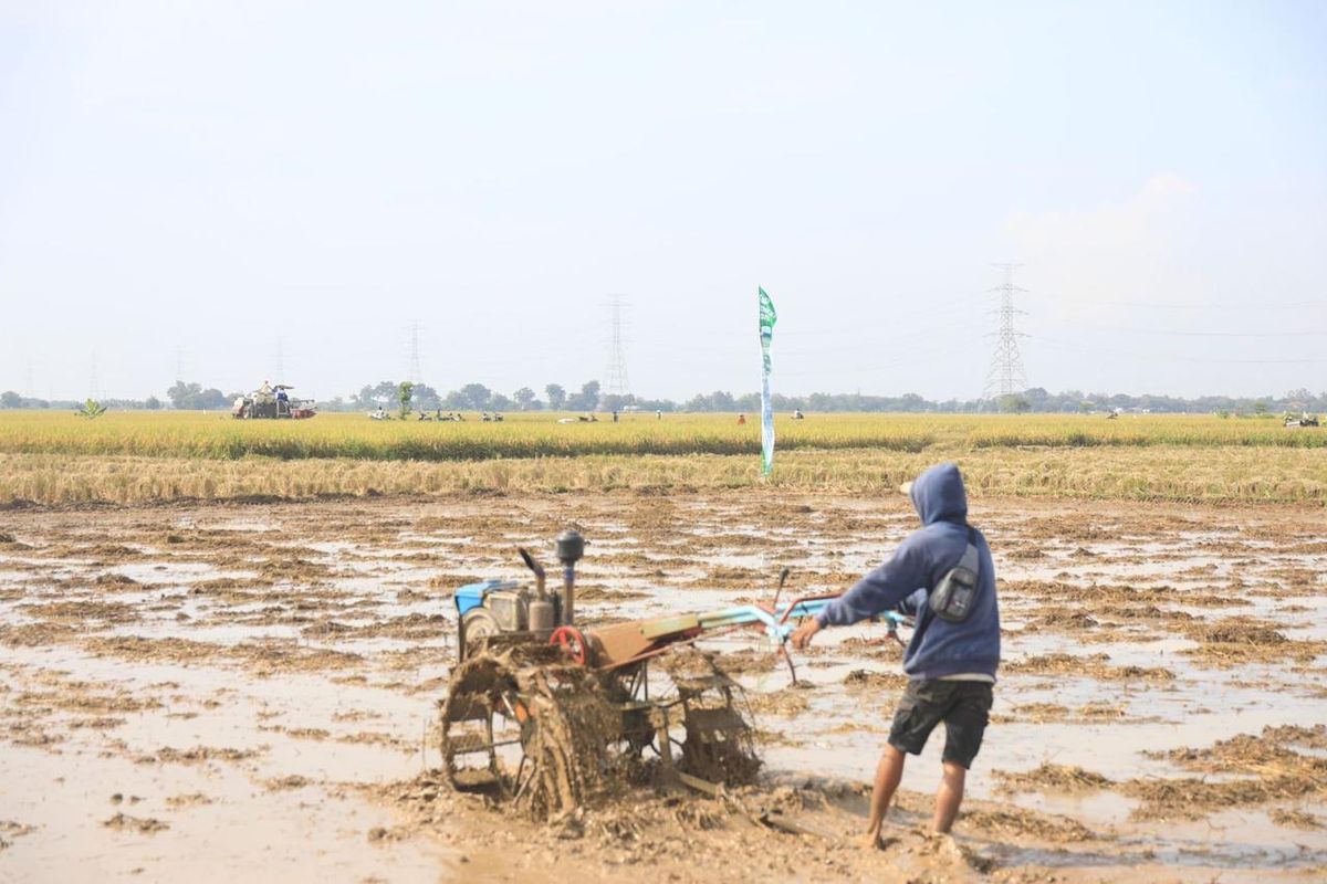 Petani sedang membajak sawah.