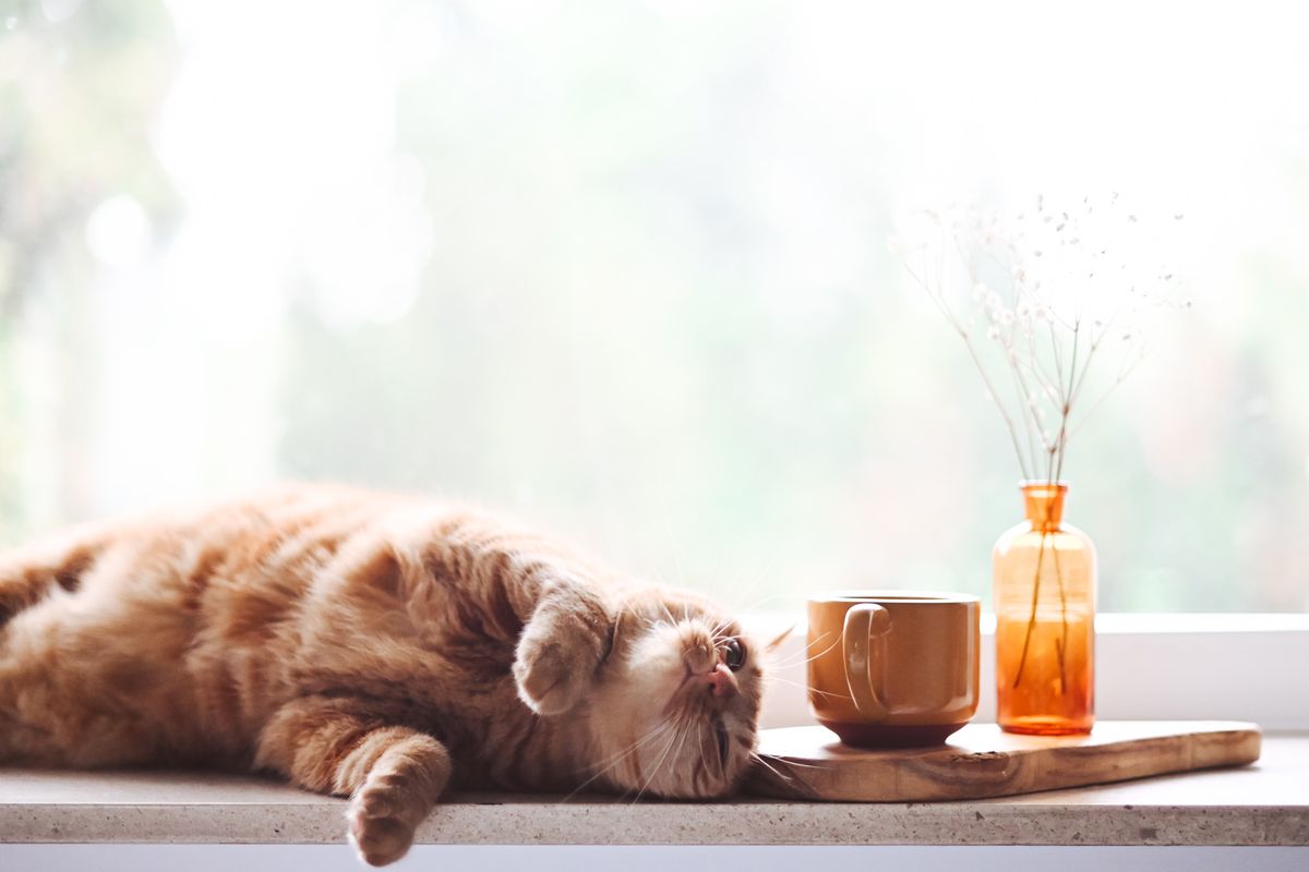 Kucing juga bisa berjerawat, umumnya jerawat pada kucing tumbuh di area dagu.