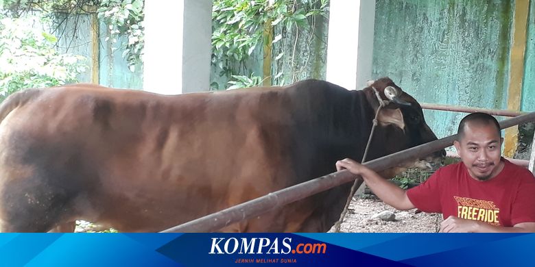 Agar Tidur Nyenyak, Sapi 1 Ton Jokowi Dipasangi Obat Nyamuk dan Dijaga Ketat Sejumlah Petugas - Vimarsana News