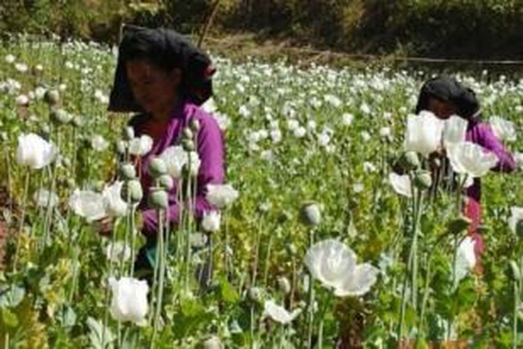 Petani memanen opium di dekat perbatasan Myanmar. 