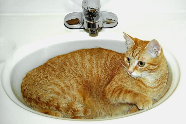 Bukan Cuma Jamur, Ini 3 Masalah Kesehatan Kucing di Indonesia