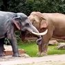 Disangka Rival, Patung Jumbo Diserang Gajah Jantan yang Marah hingga Terguling