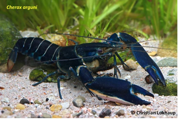 Lobster air tawar Cherax arguni