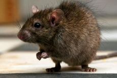 Puluhan Tikus Ditangkap di Kelapa Gading