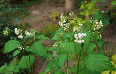 Ageratina altissima