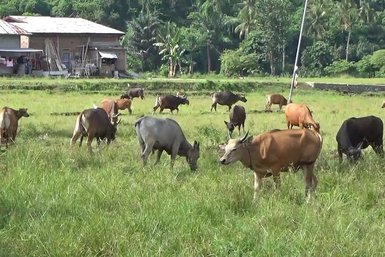 Penjualan Sapi Kurban di Luwu Meningkat, Harga Termurah Kini Rp 12 Juta